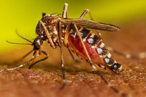 Aedes Egitys