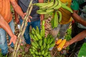 Campesinos del Cesar ahora tienen 1.135 hectareas productivas más