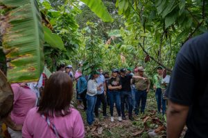 La producción de cacao se fortalece en el Cesar.