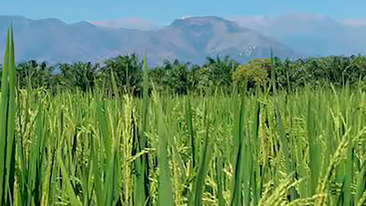 Gobierno busca proteger a pequeños productores de arroz.