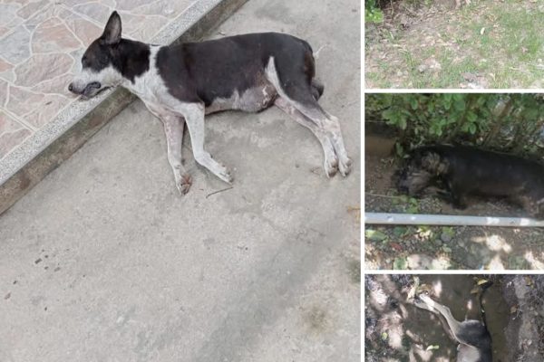 MASACRE CONTRA PERROS EN CHIRIGUANÁ.