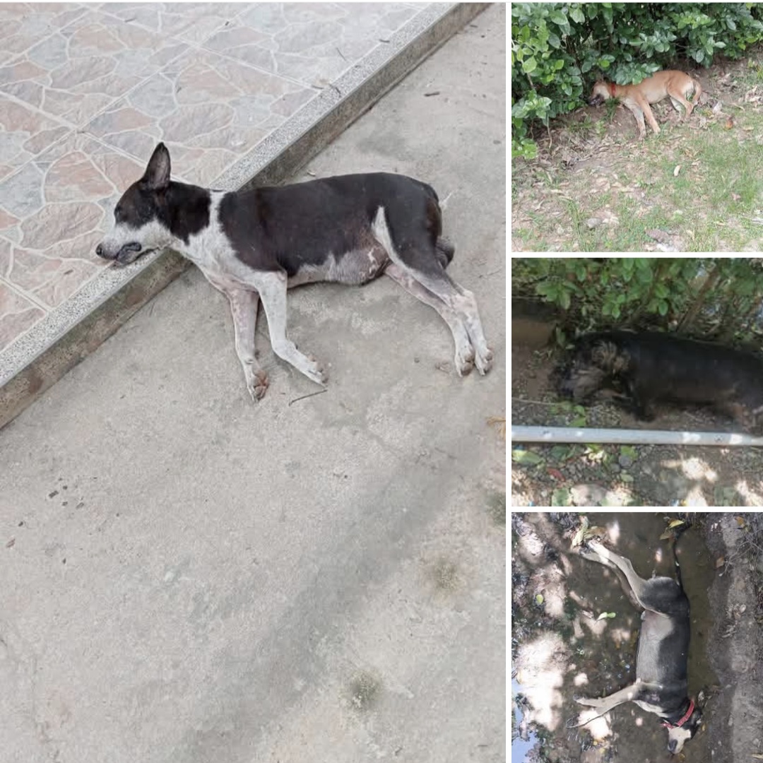 MASACRE CONTRA PERROS EN CHIRIGUANÁ.