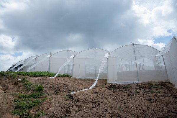 Revolución agropecuaria en el Cesar.